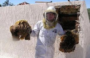 Carefree Bee Removal employee holding removed comb